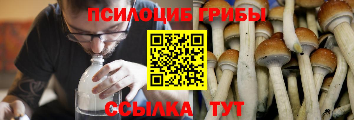 Аргун  Псилоцибиновые грибы MAGIC MUSHROOMS  Вход с VPN 